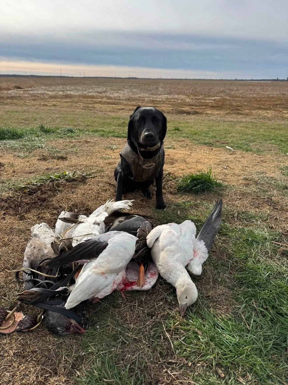 Black Labrador retriever beside a pile of snow geese in a stubble field
