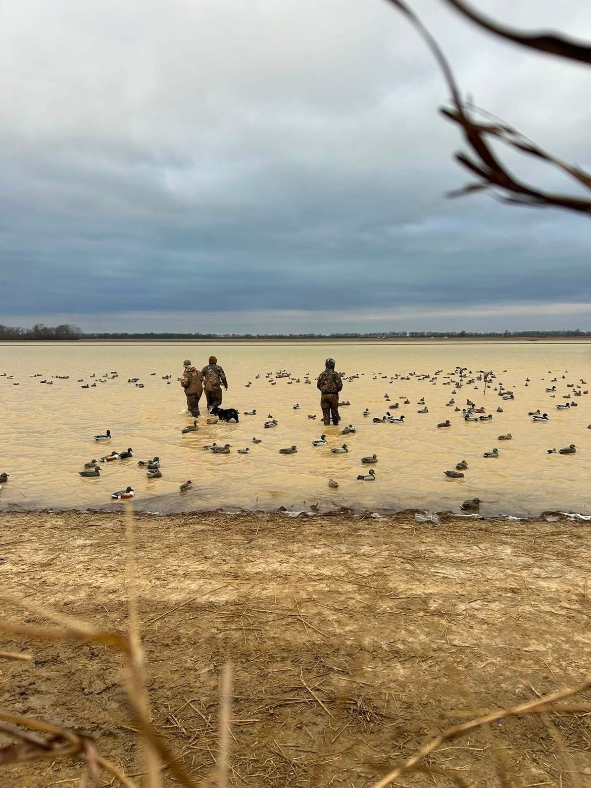 Hunters wading a flooded Arkansas field into a big duck decoy spread at dawn