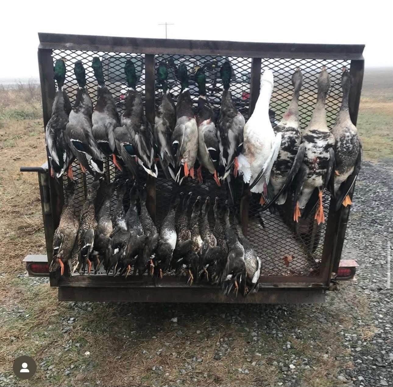 Trailer gate hung with a full limit of mallards, gadwall and specklebelly geese